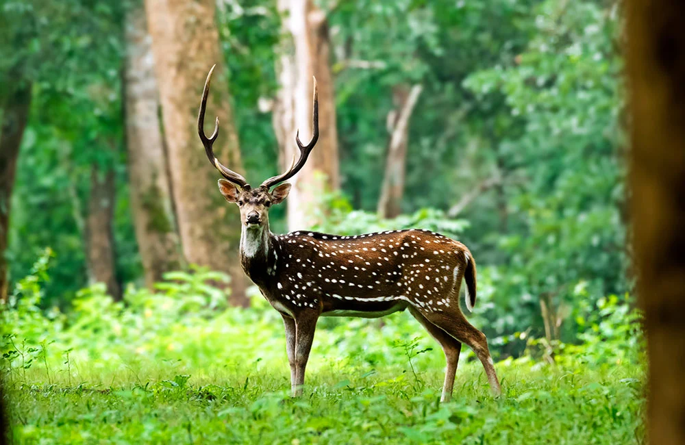 pench national park